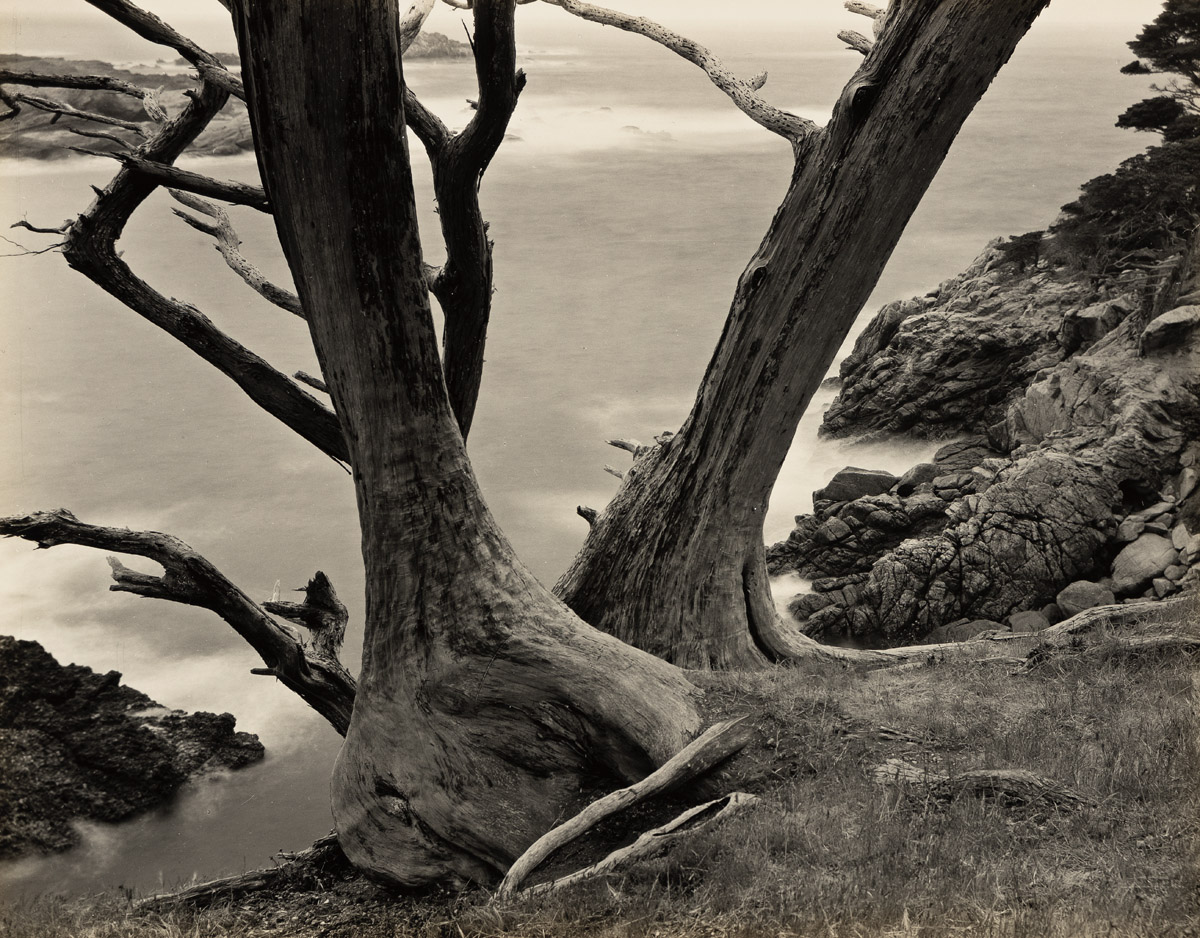 EDWARD WESTON (1886 1958) Cypress trees Point Lobos