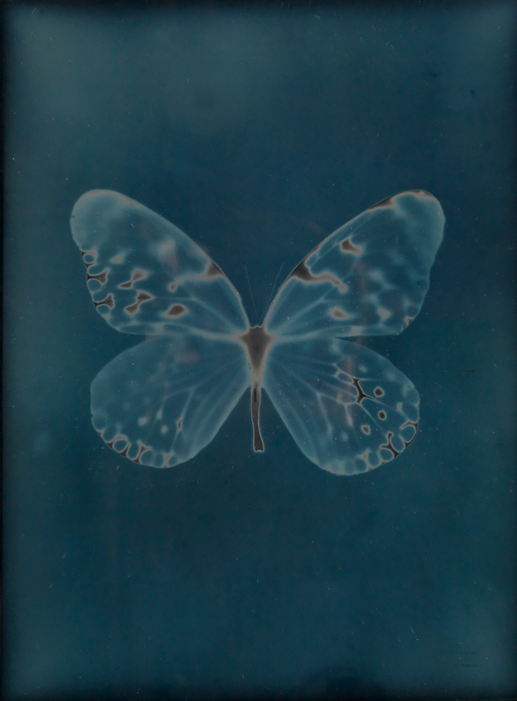 ADAM FUSS (1961 ) Butterfly from the series My Ghost