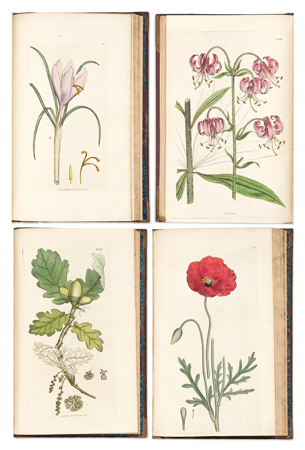 English Botany, or, Coloured Figures of British Plants, with their