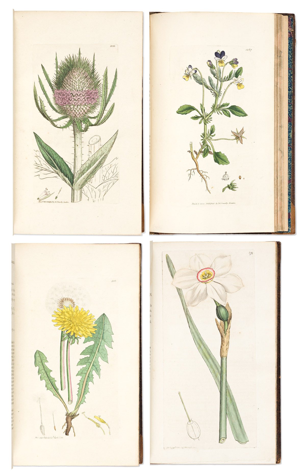 English Botany, or, Coloured Figures of British Plants, with their