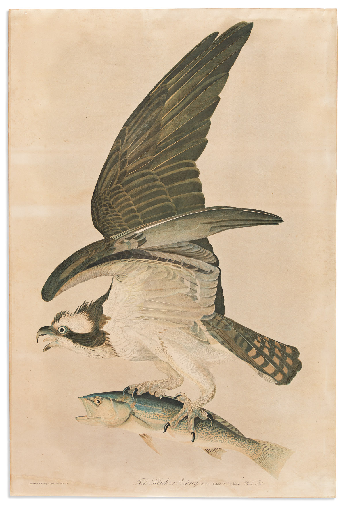 AUDUBON JOHN JAMES Fish Hawk or Osprey [Plate 288]