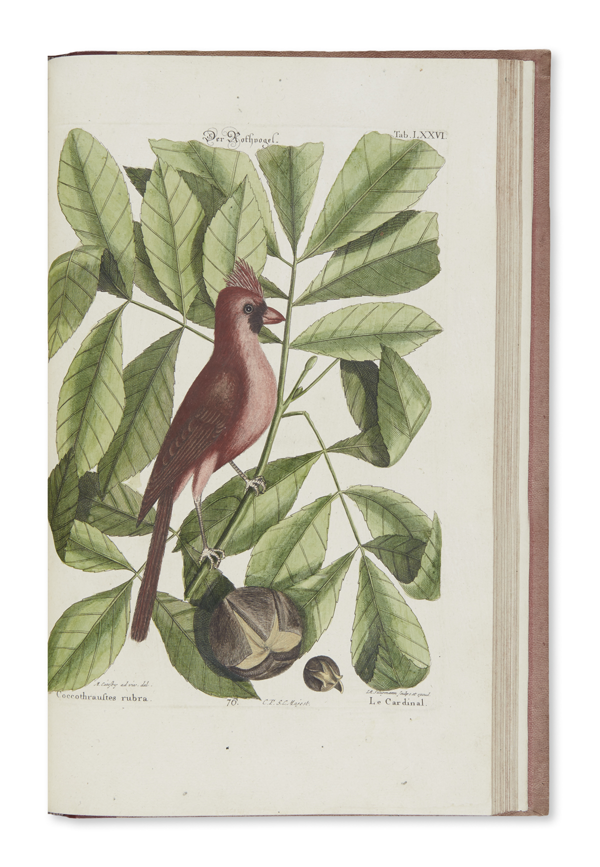 1837 Monographie der Gattung Otis 3 Tafeln Rüppell Birds lithographs PDF File 
