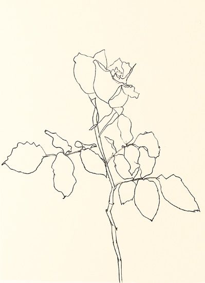 KELLY ELLSWORTH Plant Drawings