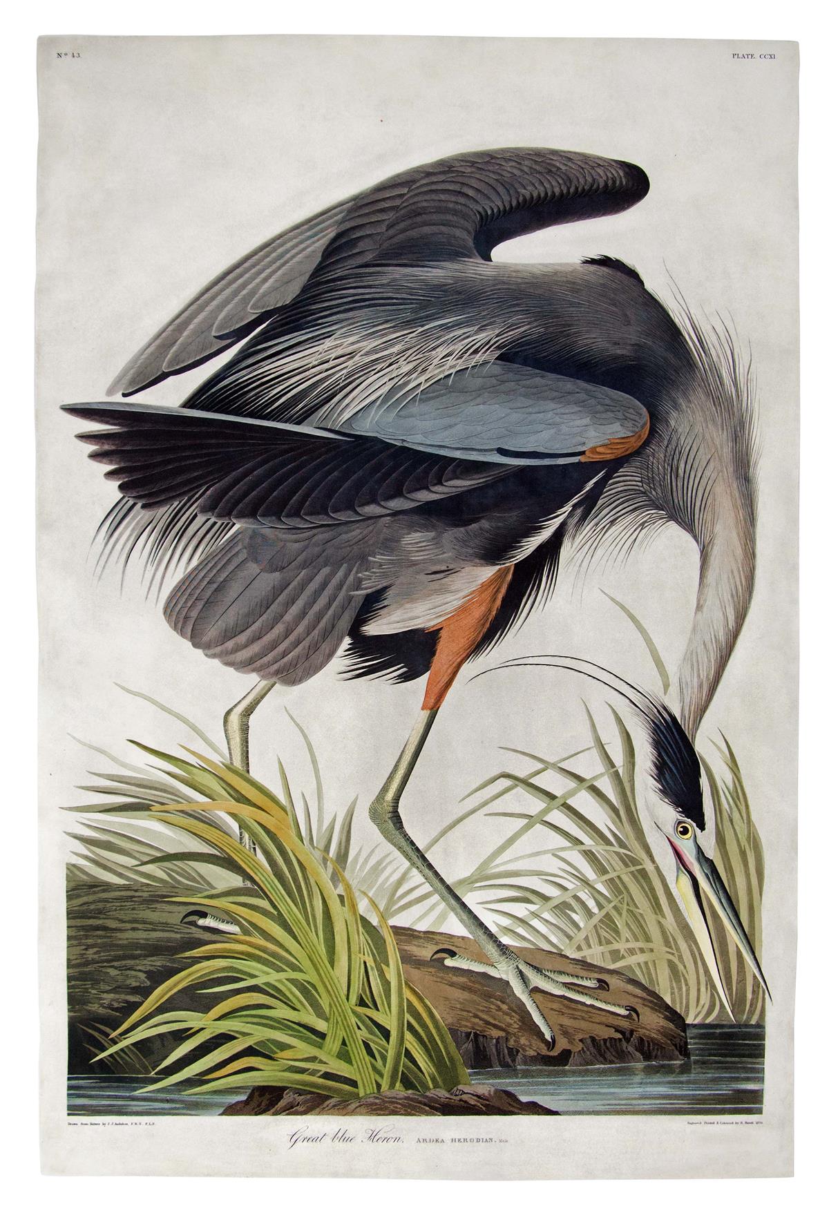 1964 Original Vintage Print Great Blue Heron; John James Audubon; The Audubon Portfolio by George Dock Jr 36 x 44 cm Ornithology