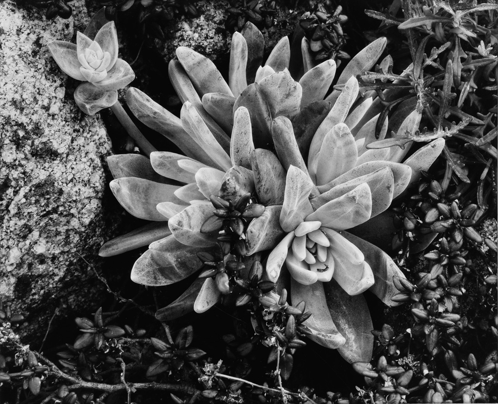 Ansel Adams Photography Flower